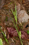 Thinfruit sedge